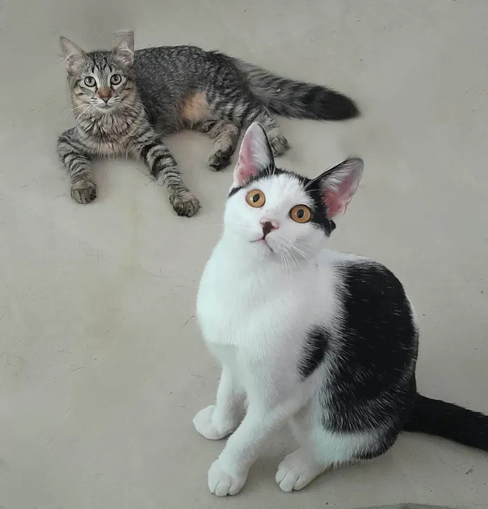 Gato ra a srd idade 2 a 6 meses nome Bless & Miklos