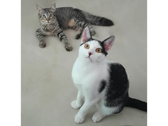 Gato ra a srd idade 2 a 6 meses nome Bless & Miklos