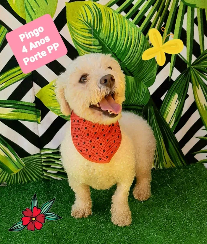 Cachorro raça Poodle idade 4 anos nome Pingo