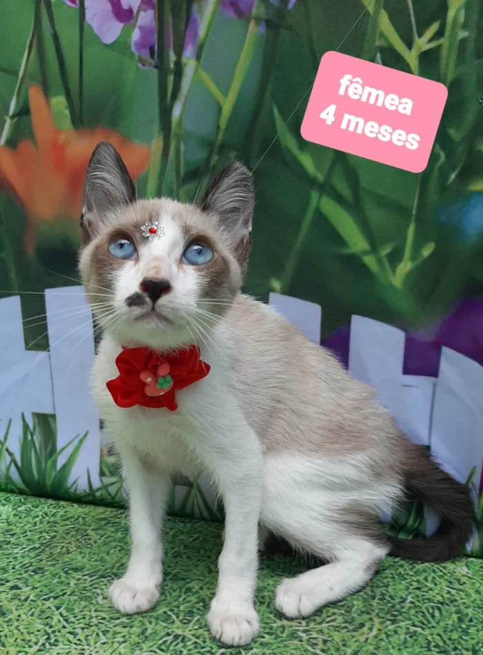 Gato raça SRD-ViraLata idade 2 a 6 meses nome Lili