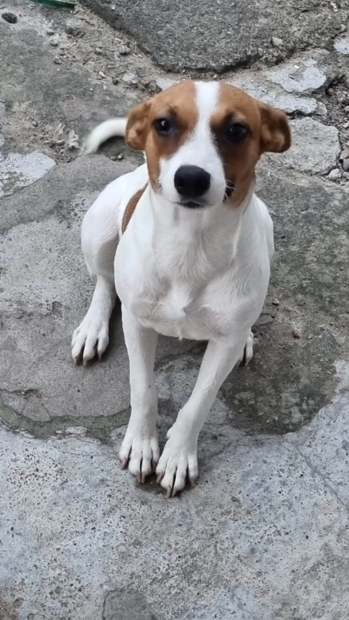 Cachorro ra a SRD-ViraLata idade 1 ano nome Fiona 