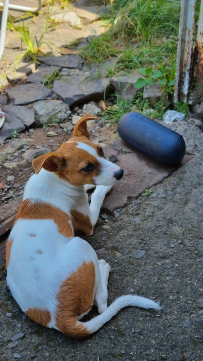 Cachorro ra a SRD-ViraLata idade 1 ano nome Fiona 