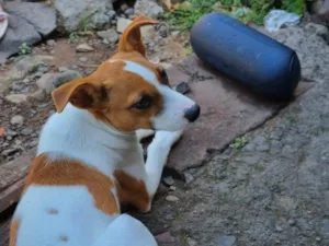 Cachorro raça SRD-ViraLata idade 1 ano nome Fiona 