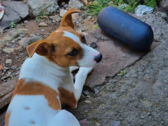 Cachorro ra a SRD-ViraLata idade 1 ano nome Fiona 