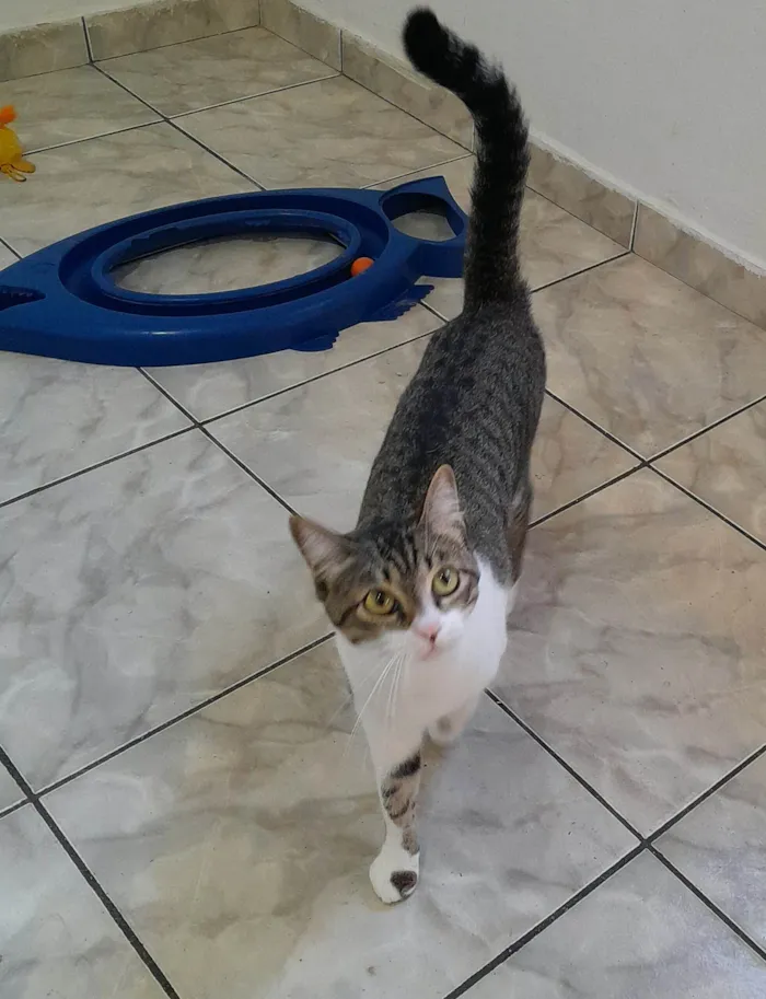 Gato ra a srd idade 1 ano nome Orion