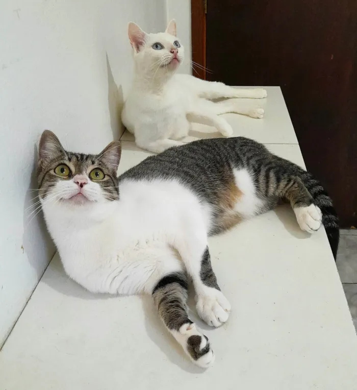 Gato ra a srd idade 1 ano nome Orion