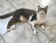 Orion