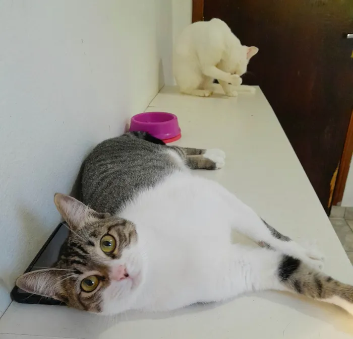 Gato ra a srd idade 1 ano nome Orion