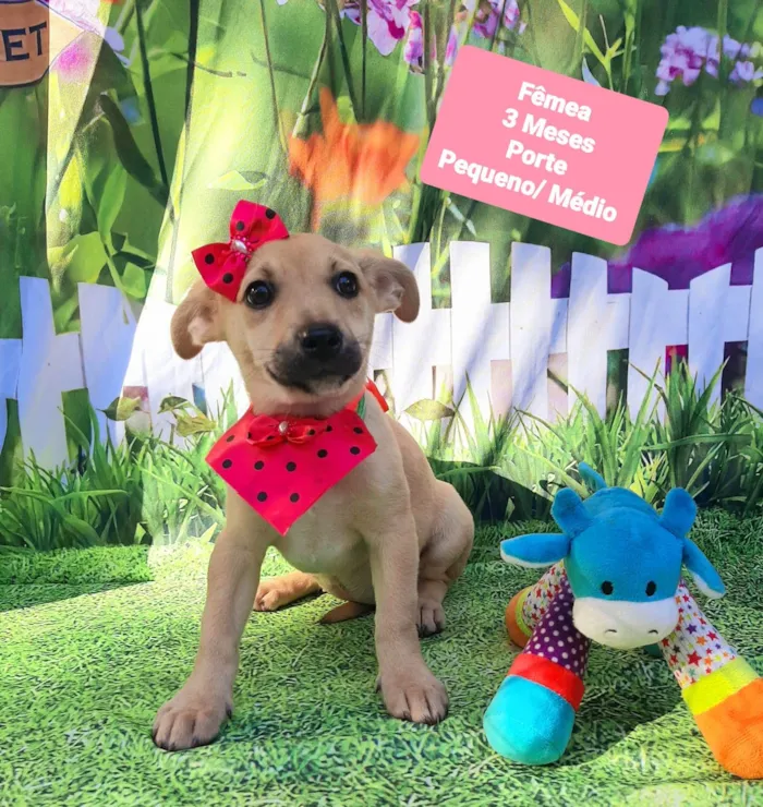 Cachorro raça SRD-ViraLata idade 2 a 6 meses nome Fiona