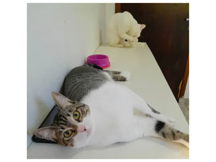 Gato ra a srd idade 1 ano nome Orion