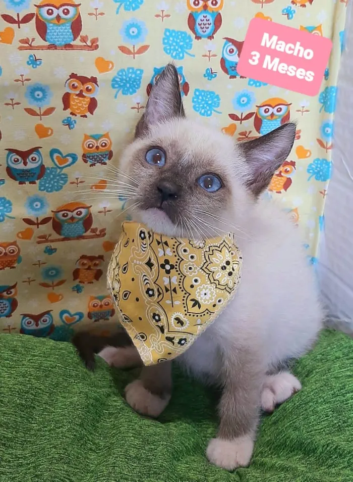 Gato raça SRD-ViraLata idade 2 a 6 meses nome Higor