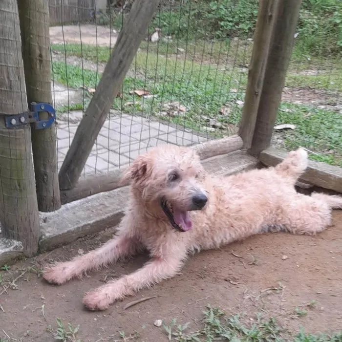 Cachorro ra a Srd idade 2 anos nome Spike