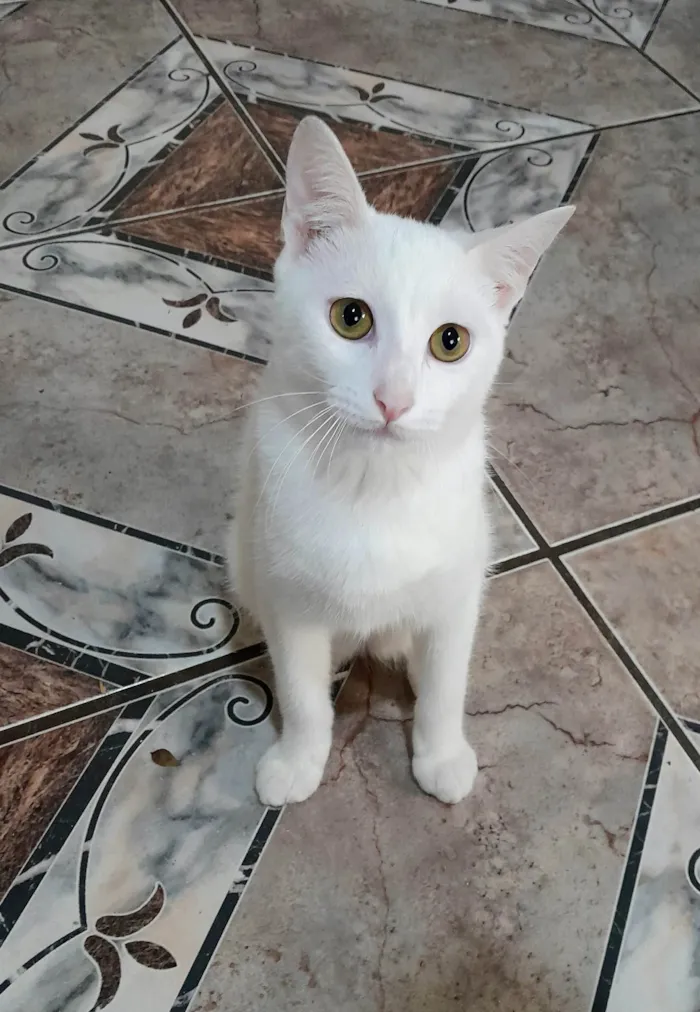 Gato ra a srd idade 2 a 6 meses nome Becker