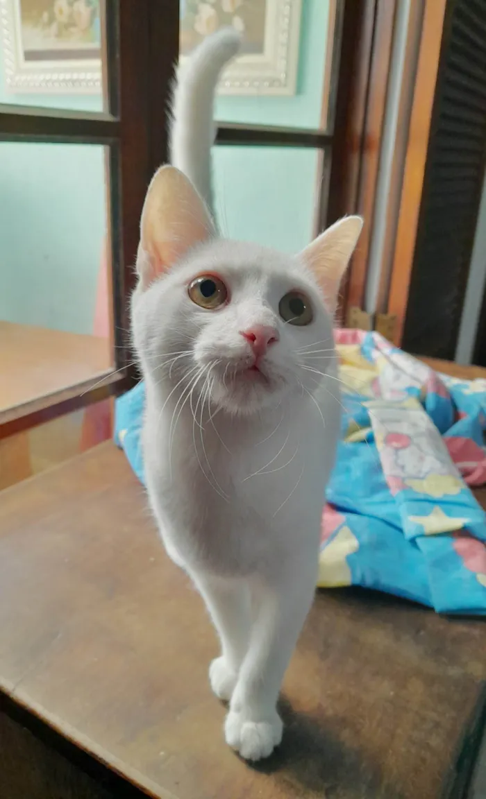 Gato ra a srd idade 2 a 6 meses nome Becker