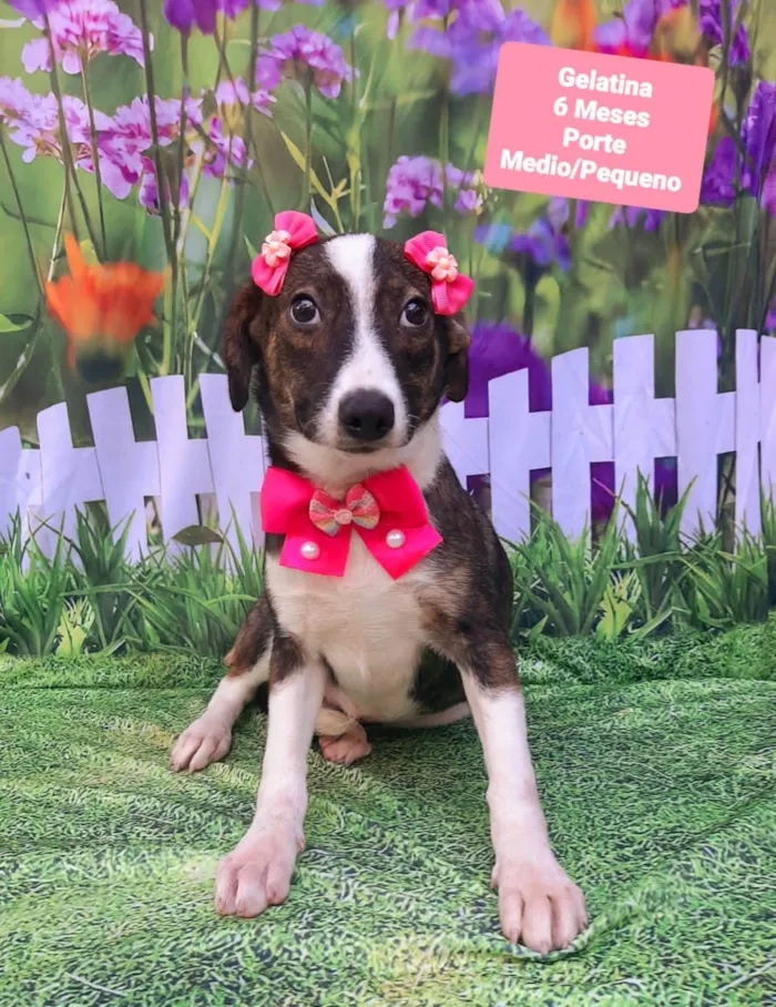 Cachorro raça SRD-ViraLata idade 2 a 6 meses nome Gelatina 