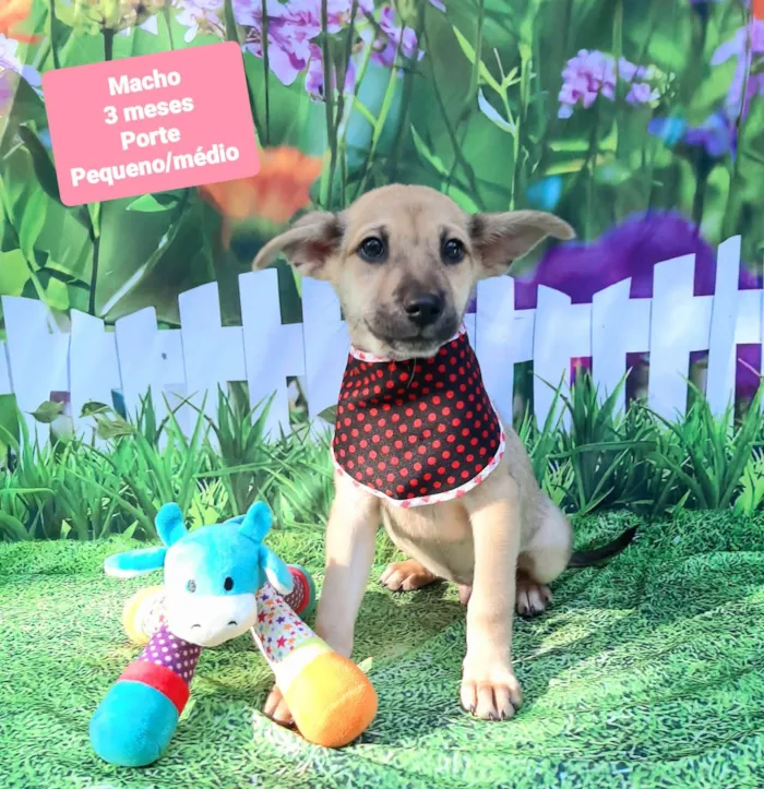 Cachorro raça SRD-ViraLata idade 2 a 6 meses nome Tico