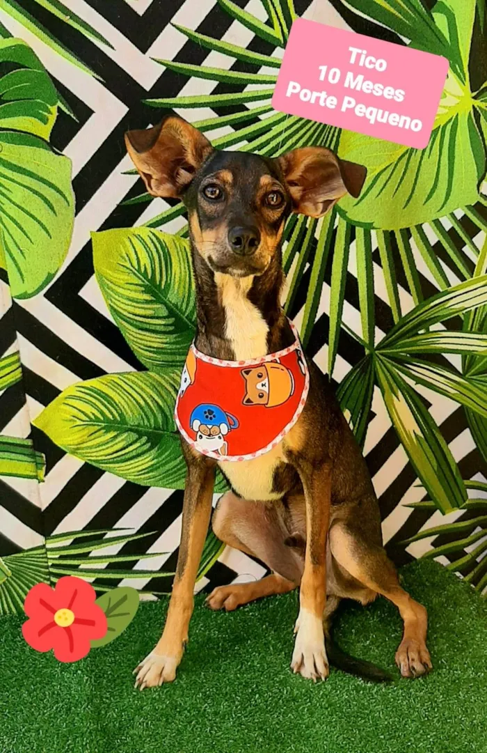 Cachorro raça SRD-ViraLata idade 7 a 11 meses nome Tico she