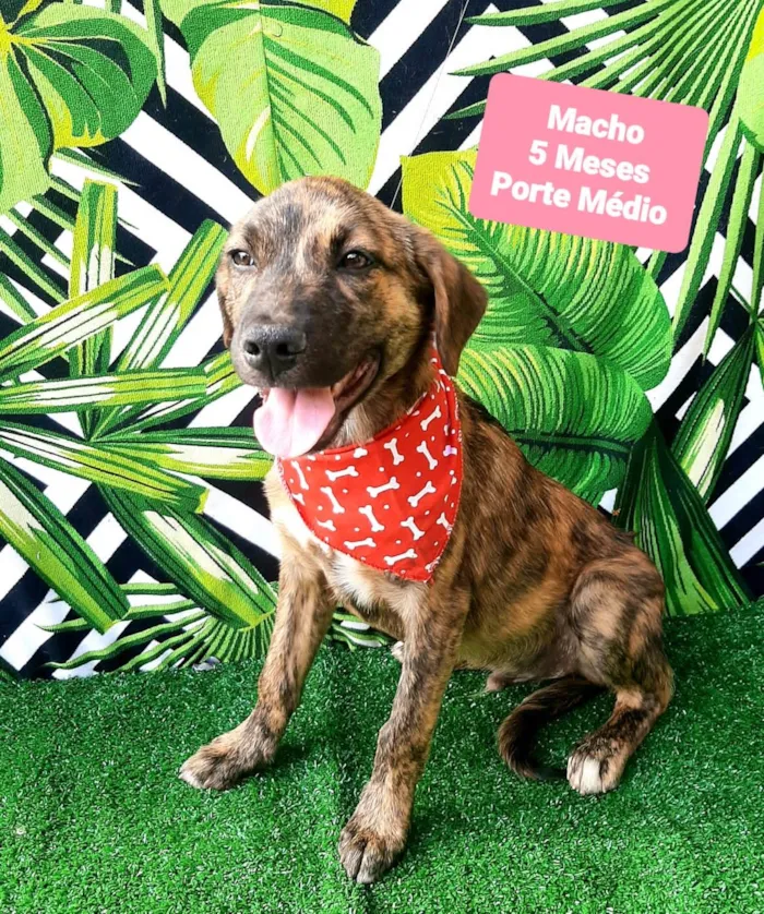 Cachorro raça SRD-ViraLata idade 2 a 6 meses nome Tigre