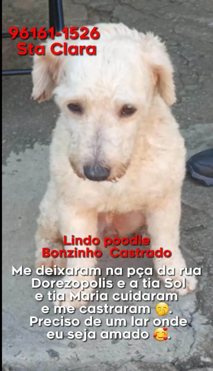 Cachorro ra a Poodle idade 1 ano nome Poodle creme