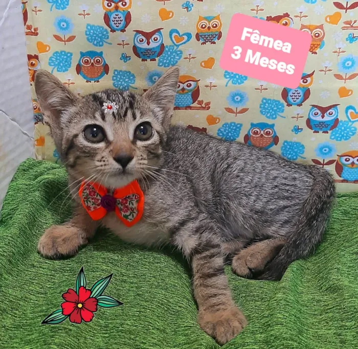 Gato raça SRD-ViraLata idade 2 a 6 meses nome Lua