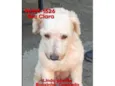 Poodle creme