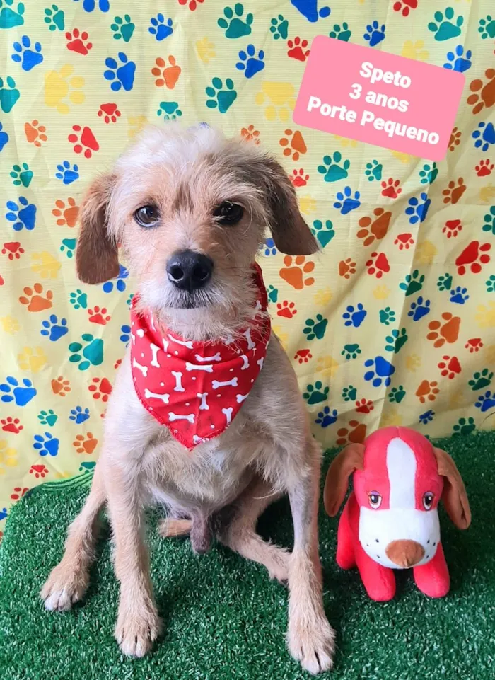 Cachorro raça SRD-ViraLata idade 3 anos nome Speto 