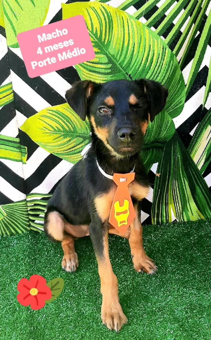 Cachorro raça SRD-ViraLata idade 2 a 6 meses nome Ben 