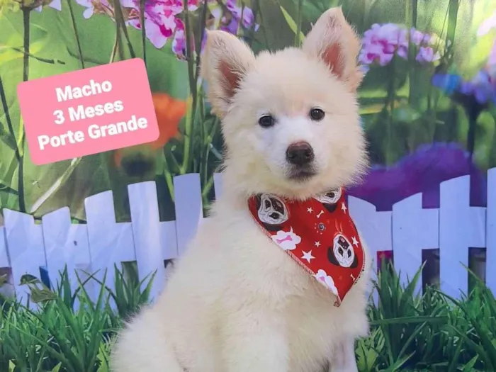 Cachorro raça SRD-ViraLata idade 2 a 6 meses nome Jack 