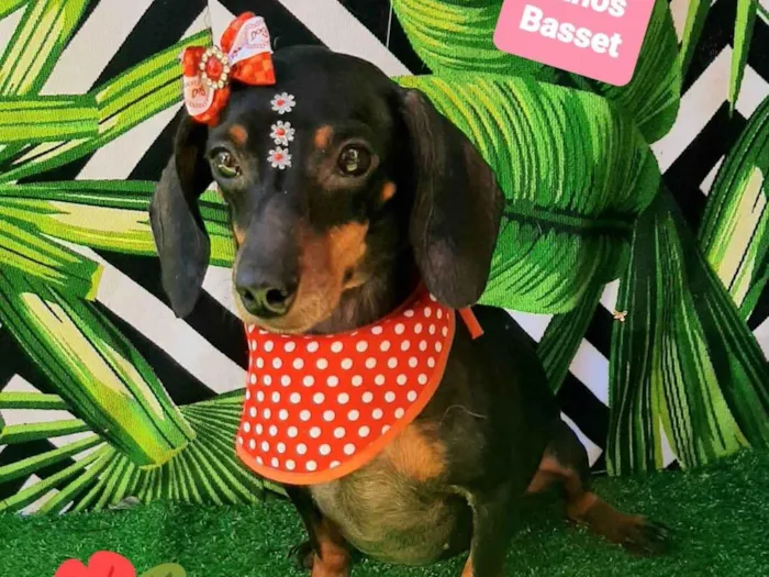 Cachorro raça Basset idade 2 anos nome Lecy 