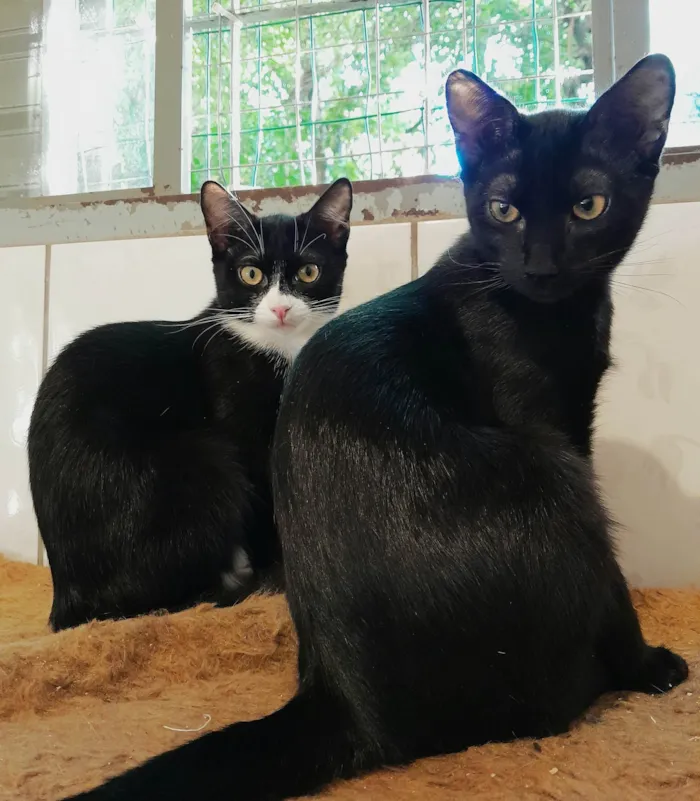 Gato ra a srd idade 2 a 6 meses nome Chevy & Toyota