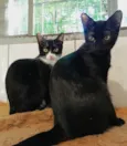 Chevy & Toyota