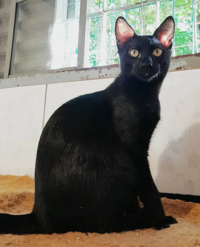 Gato ra a srd idade 2 a 6 meses nome Chevy & Toyota