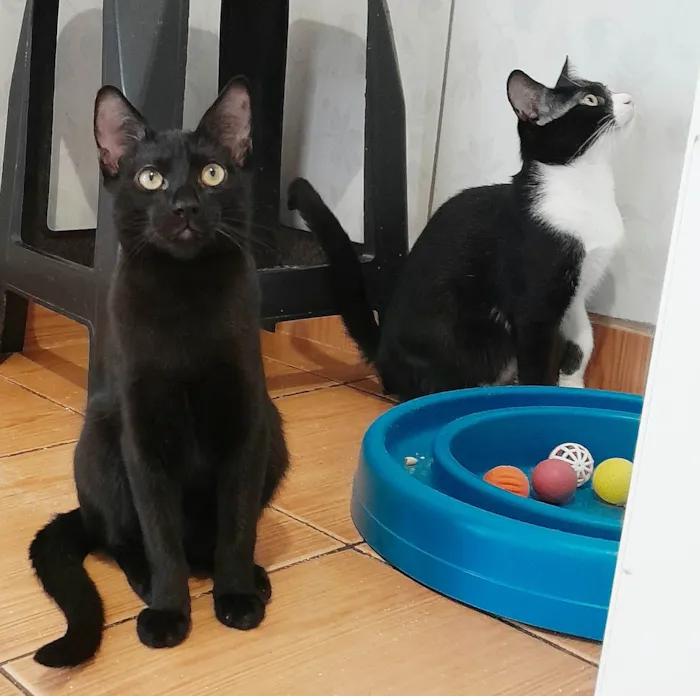 Gato ra a srd idade 2 a 6 meses nome Chevy & Toyota