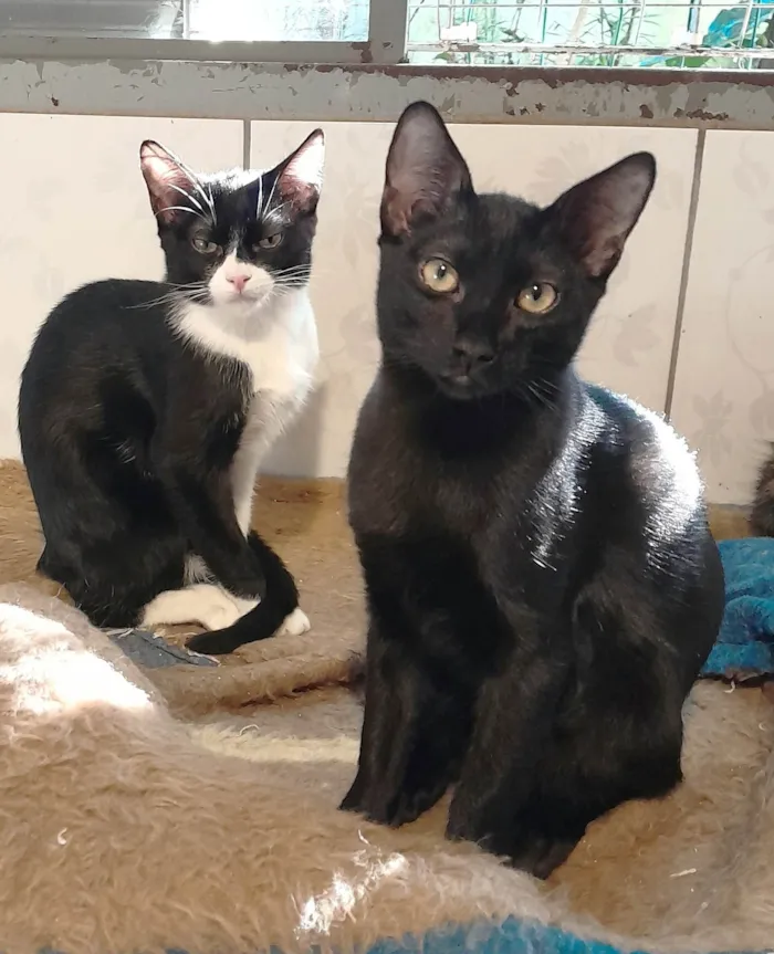 Gato ra a srd idade 2 a 6 meses nome Chevy & Toyota