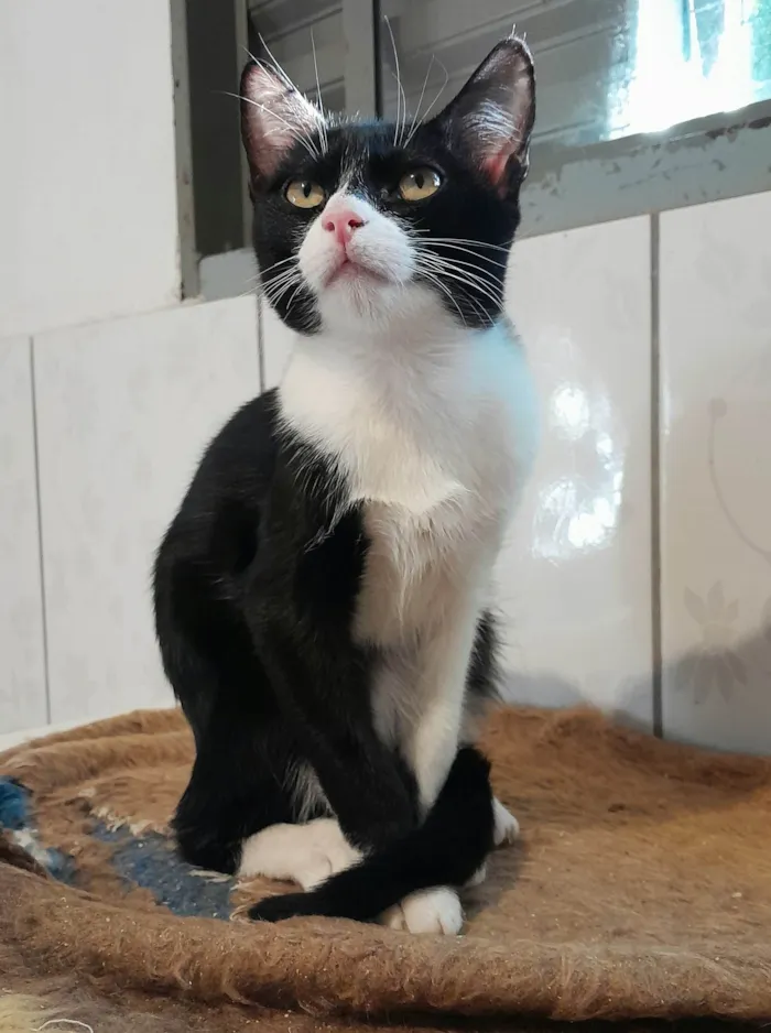 Gato ra a srd idade 2 a 6 meses nome Chevy & Toyota