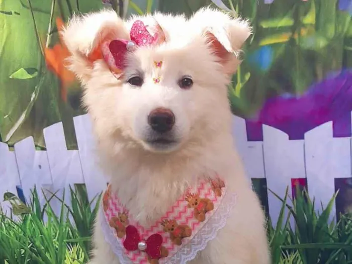 Cachorro raça SRD-ViraLata idade 2 a 6 meses nome Pérola