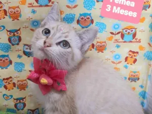 Gato raça SRD-ViraLata idade 2 a 6 meses nome Nica gata