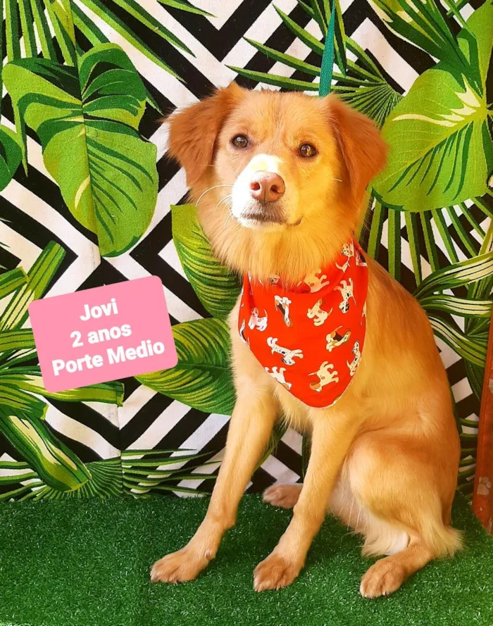 Cachorro raça SRD-ViraLata idade 2 anos nome Jovi