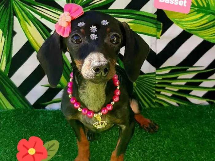 Cachorro raça Basset idade 1 ano nome Kiara basset