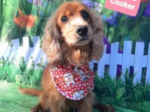 Cachorro raça Cocker idade 6 ou mais anos nome Bredy 