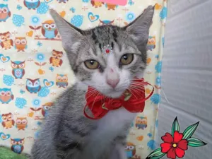 Gato raça SRD-ViraLata idade 2 a 6 meses nome Kika