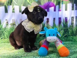 Cachorro raça SRD-ViraLata idade 2 a 6 meses nome Iara