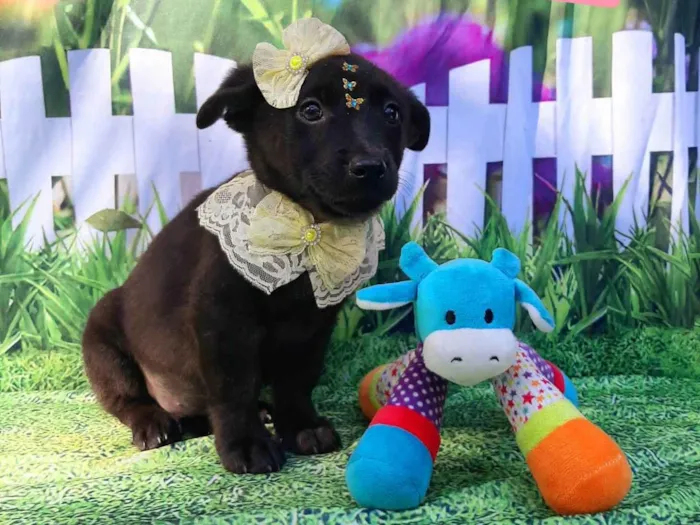 Cachorro raça SRD-ViraLata idade 2 a 6 meses nome Iara