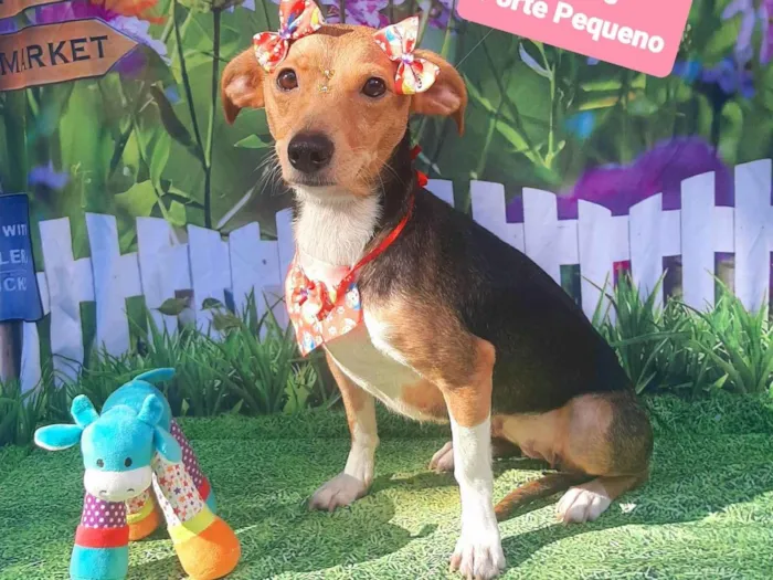 Cachorro raça SRD-ViraLata idade 3 anos nome Megui 