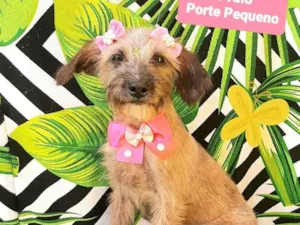 Cachorro raça SRD-ViraLata idade 1 ano nome Sofia