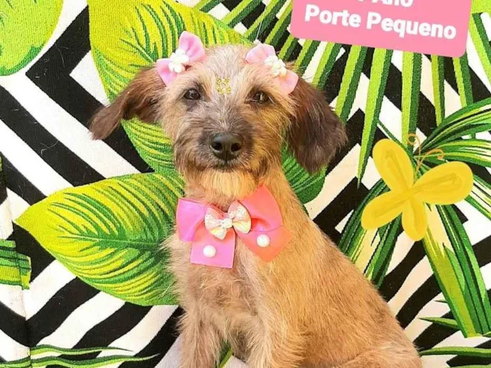 Cachorro raça SRD-ViraLata idade 1 ano nome Sofia