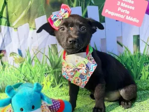 Cachorro raça SRD-ViraLata idade 2 a 6 meses nome Belinha 