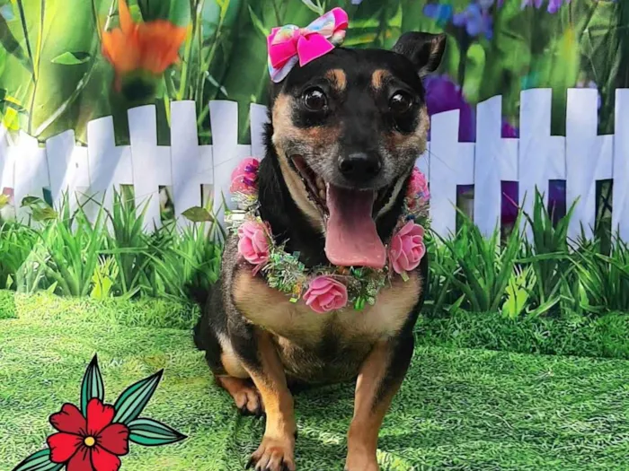 Cachorro raça Mix pinscher idade 3 anos nome Mel 