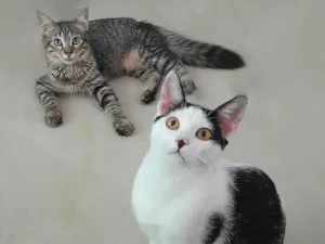 Gato raça srd idade 2 a 6 meses nome Bless & Miklos