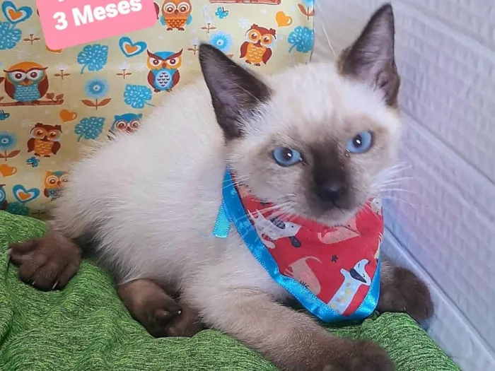 Gato raça SRD-ViraLata idade 2 a 6 meses nome Diego